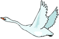 oiseau 74