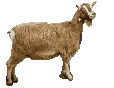 mouton 19