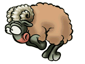 mouton 37