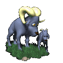 mouton 38