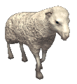 mouton 41
