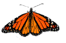 papillon 17