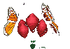 papillon 18