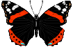 papillon 24