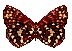 papillon 26