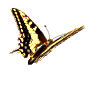 papillon 27