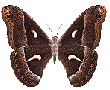 papillon 28