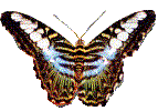 papillon 29
