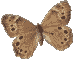 papillon 30