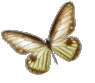 papillon 31
