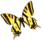 papillon 32