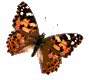 papillon 39