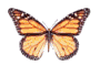 papillon 40