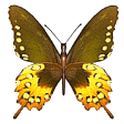 papillon 45