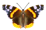papillon 48