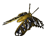 papillon 51
