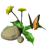 papillon 54