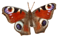 papillon 60