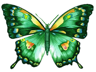 papillon 67