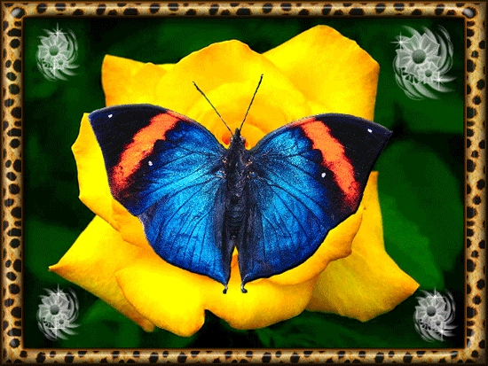 papillon 68