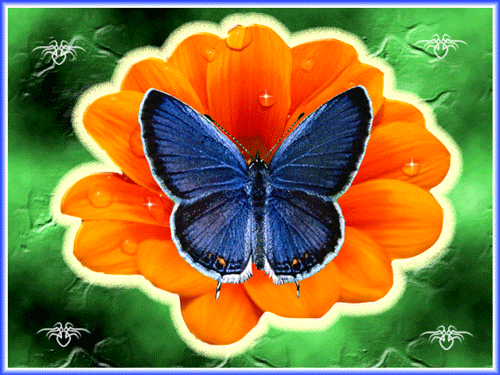 papillon 69
