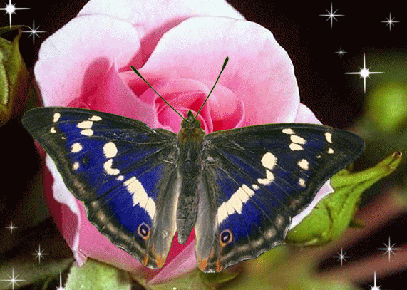 papillon 70
