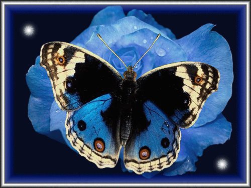 papillon 73