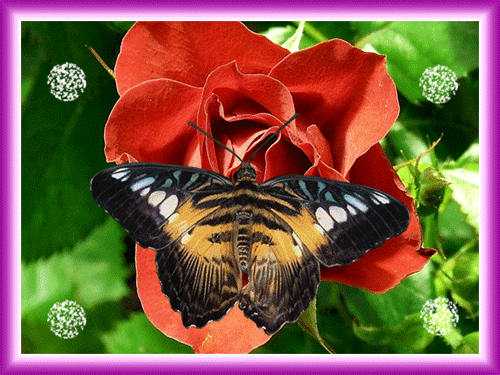 papillon 74