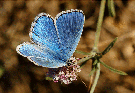 papillon 75