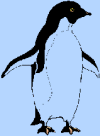 pingouin 11
