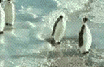 pingouin 25