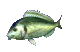 poisson 21