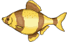 poisson 42