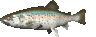 poisson 52