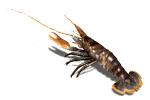 poisson 55