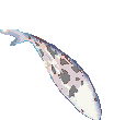 poisson 95