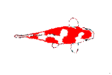 poisson 101