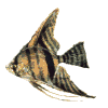 poisson 110