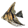 poisson 131