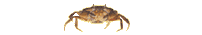 poisson 132