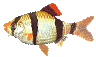 poisson 149