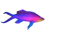 poisson 151