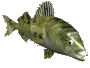 poisson 154