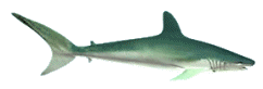 poisson 165