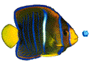 poisson 166