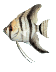 poisson 172