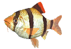 poisson 175