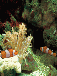 poisson 192