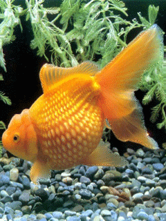 poisson 191