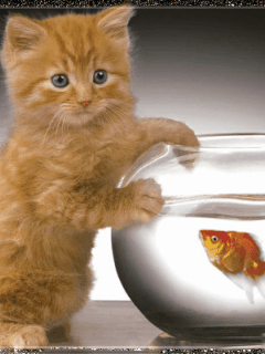 poisson 193